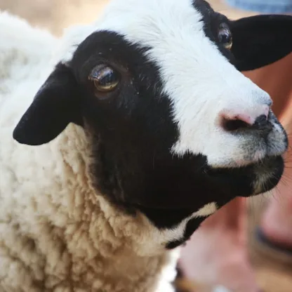 Black head Dorper Sheep